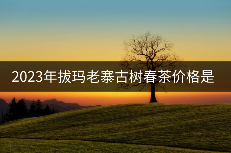 2023年拔瑪老寨古樹春茶價格是多少？