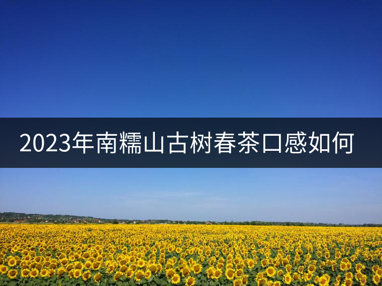 2023年南糯山古樹春茶口感如何? 2023年南糯山古樹春茶口感如何?