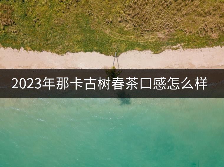 2023年那卡古樹春茶口感怎么樣？