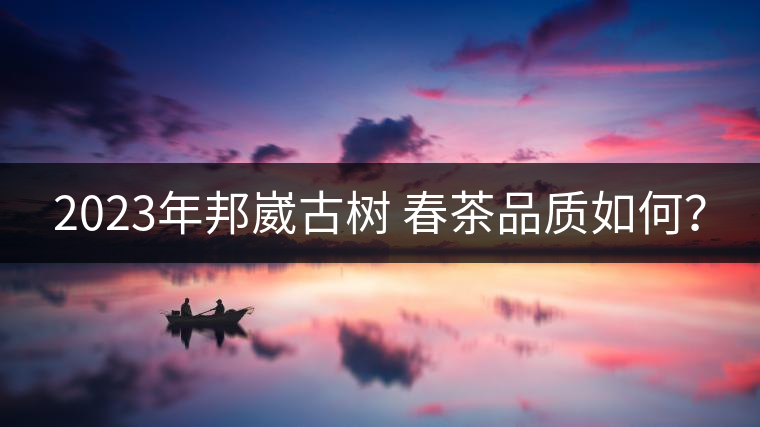 2023年邦崴古樹 春茶品質(zhì)如何? 2023年邦崴古樹 春茶品質(zhì)如何?