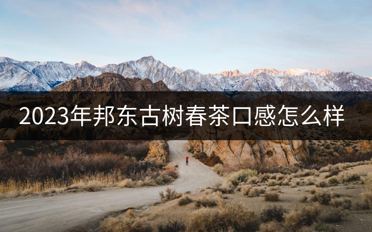 2023年邦東古樹春茶口感怎么樣? 2023年邦東古樹春茶口感怎么樣?