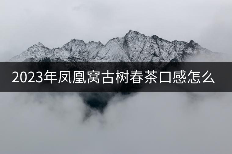 2023年鳳凰窩古樹春茶口感怎么樣？