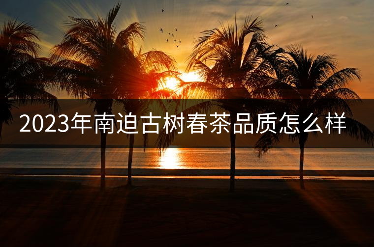 2023年南迫古樹(shù)春茶品質(zhì)怎么樣？