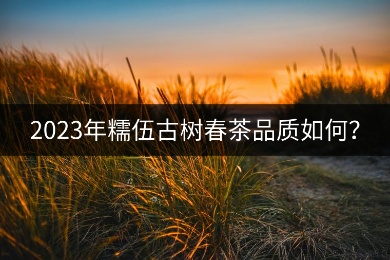 2023年糯伍古樹春茶品質(zhì)如何？