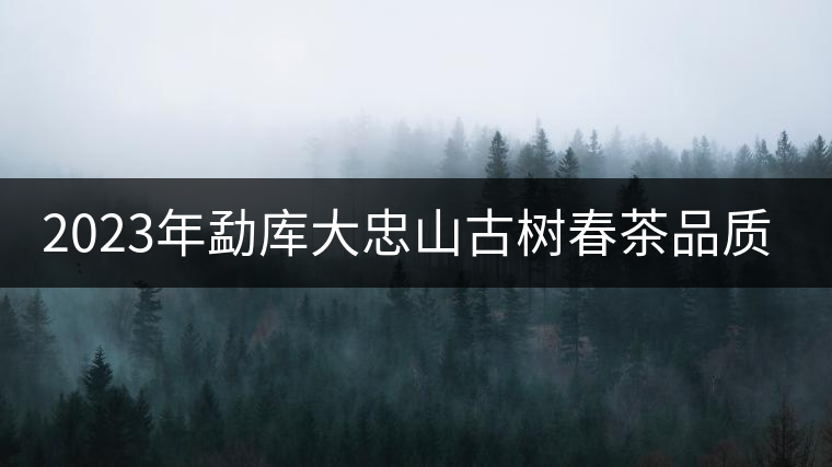 2023年勐庫大忠山古樹春茶品質怎么樣？