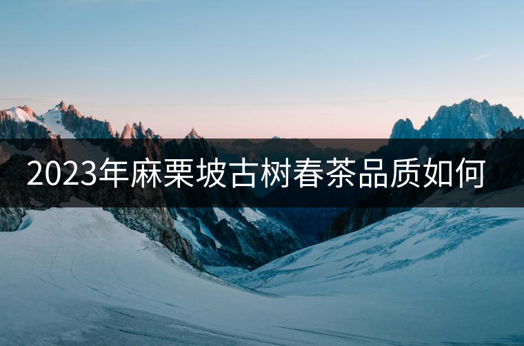 2023年麻栗坡古樹春茶品質(zhì)如何？