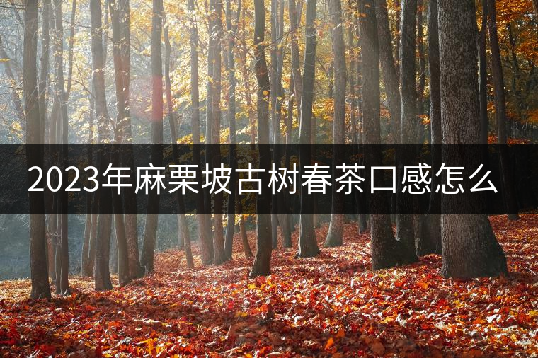 2023年麻栗坡古樹春茶口感怎么樣？