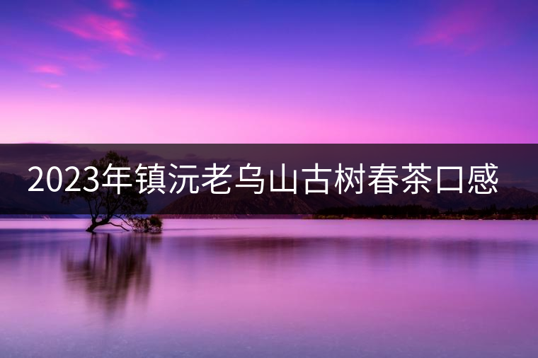 2023年鎮(zhèn)沅老烏山古樹春茶口感怎么樣？