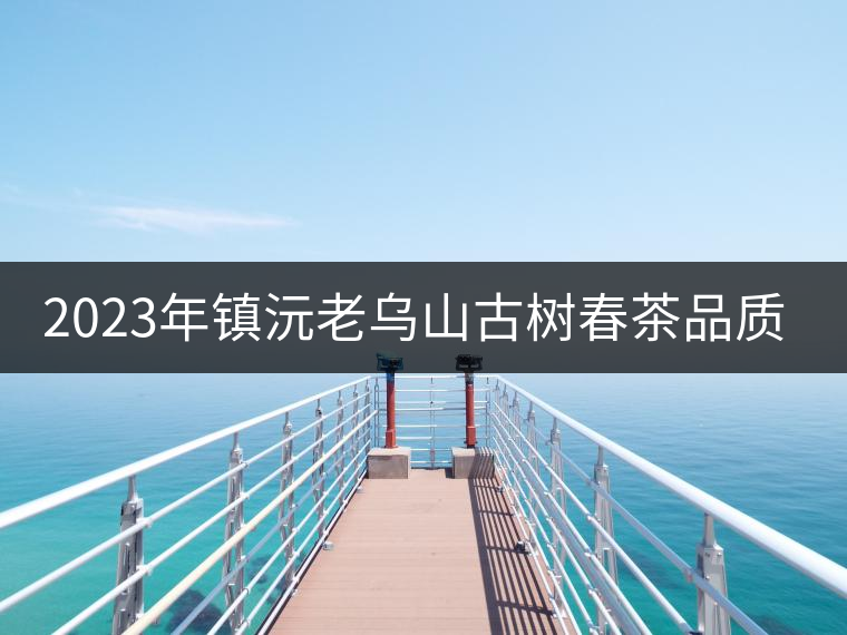 2023年鎮(zhèn)沅老烏山古樹春茶品質(zhì)如何？