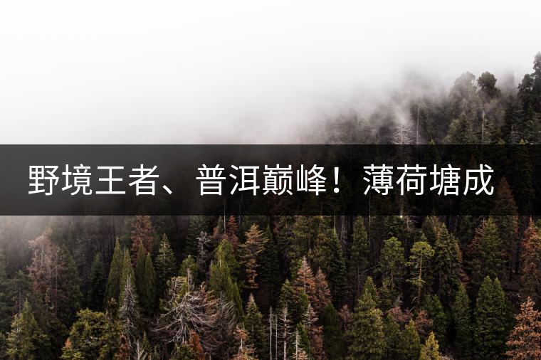 野境王者、普洱巔峰！薄荷塘成為普洱無(wú)冕之王的十大原因