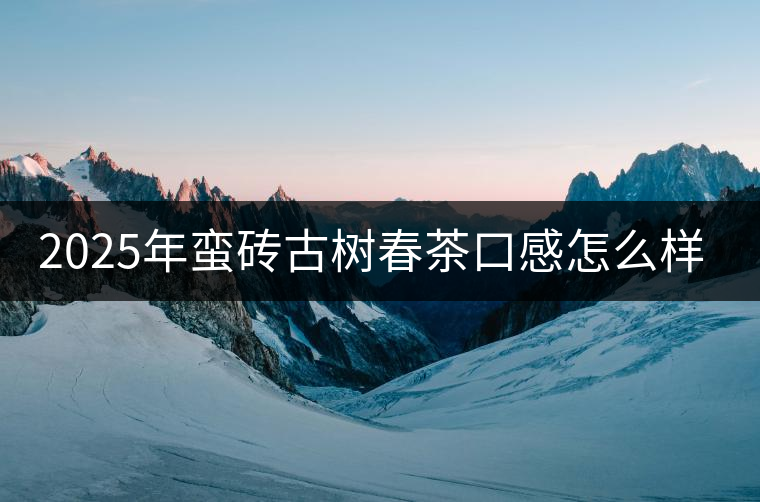2025年蠻磚古樹春茶口感怎么樣？