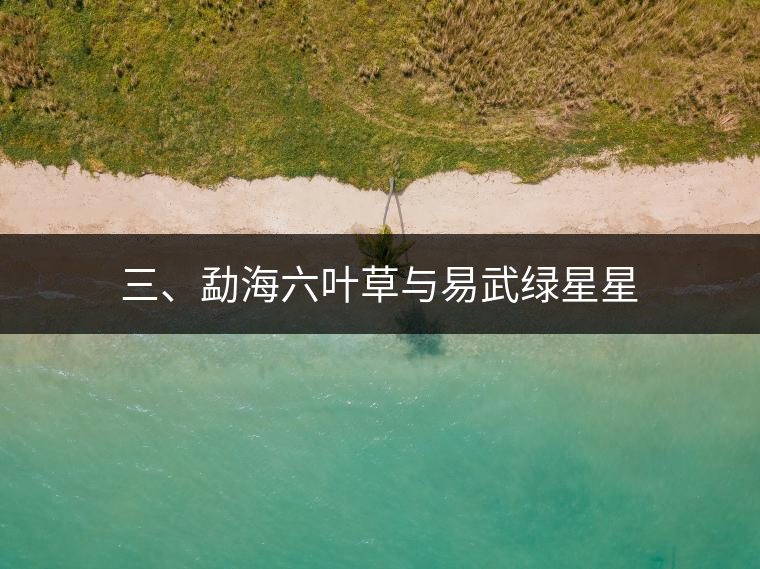 三、勐海六葉草與易武綠星星