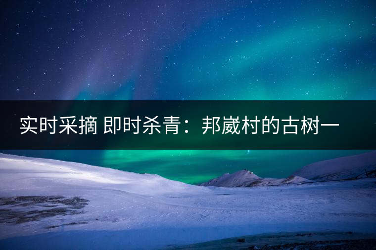 實(shí)時(shí)采摘 即時(shí)殺青：邦崴村的古樹一般都比較高大，我今年爬到10米高的樹梢上拍茶農(nóng)采茶，一顆完整的古樹頭春茶的采摘需要6-7個(gè)婦女花半個(gè)小時(shí)共同完成，鮮葉才下來以后要及時(shí)殺青，才能保證茶葉后期的鮮爽感。