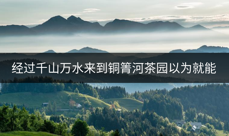 經過千山萬水來到銅箐河茶園以為就能收到茶了？