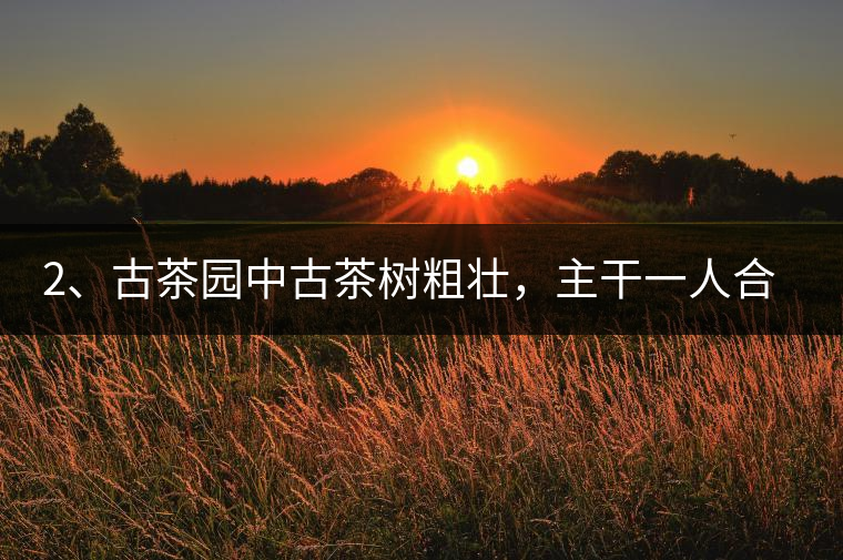 2、古茶園中古茶樹粗壯，主干一人合圍吃力，枝杈壯碩