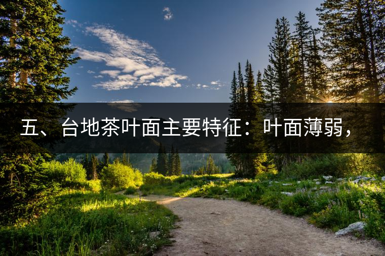 五、臺(tái)地茶葉面主要特征：葉面薄弱，如薄紙易折;沖泡之后無力恢復(fù)彈性，甚至多次沖泡也不能展開，葉子愈薄愈差。