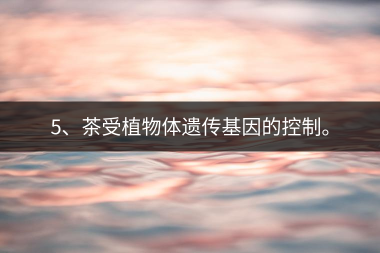 5、茶受植物體遺傳基因的控制。