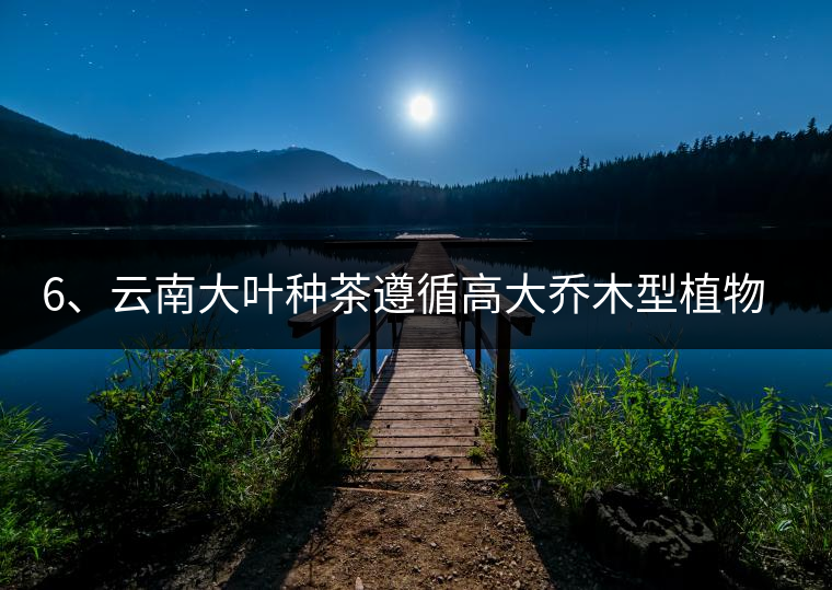 6、云南大葉種茶遵循高大喬木型植物的普遍規(guī)律。