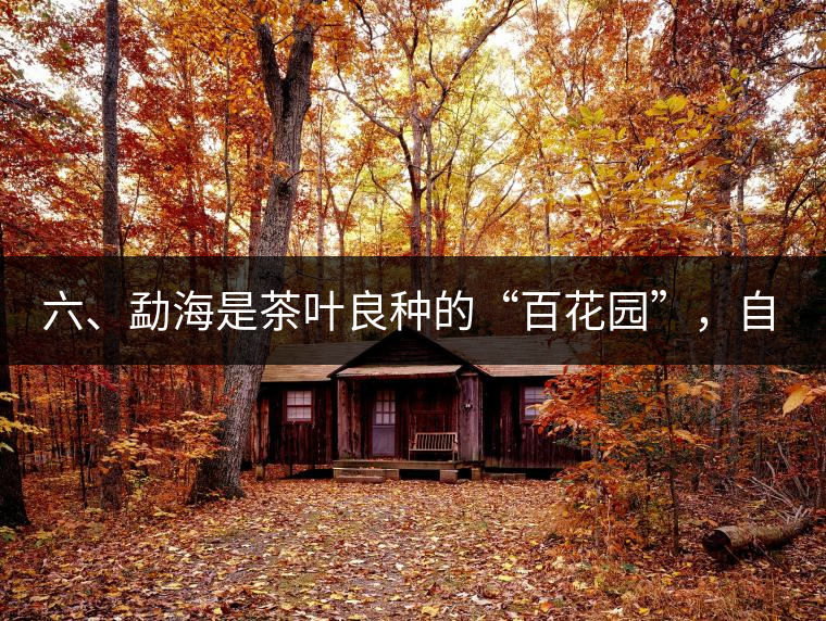 六、勐海是茶葉良種的“百花園”，自稱“第一縣”不足奇