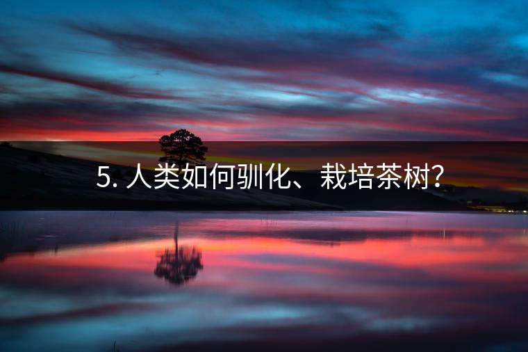 ??5. 人類如何馴化、栽培茶樹？