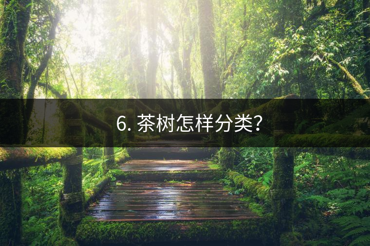 ? 6. 茶樹怎樣分類？