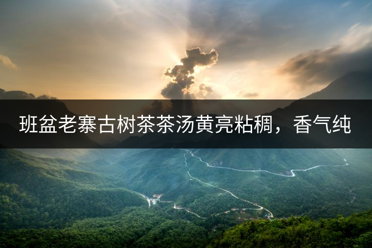 班盆老寨古樹(shù)茶茶湯黃亮粘稠，香氣純高，滋味清甜柔順，略苦澀，苦澀不會(huì)持久1-2秒后轉(zhuǎn)為甘甜，喉嚨清爽無(wú)燥感，舌面回甘，生津持久，外形條索油亮，肥大顯毫、葉脈清晰、葉質(zhì)軟。茶氣強(qiáng)勁、韻味回繞時(shí)間極長(zhǎng)，滋味釅醇，茶氣凜冽，回甘生津較猛，喉韻較深。幾杯下肚有較為明顯的體感表現(xiàn)（背脊、額頭發(fā)汗），沒(méi)有其他雜味。