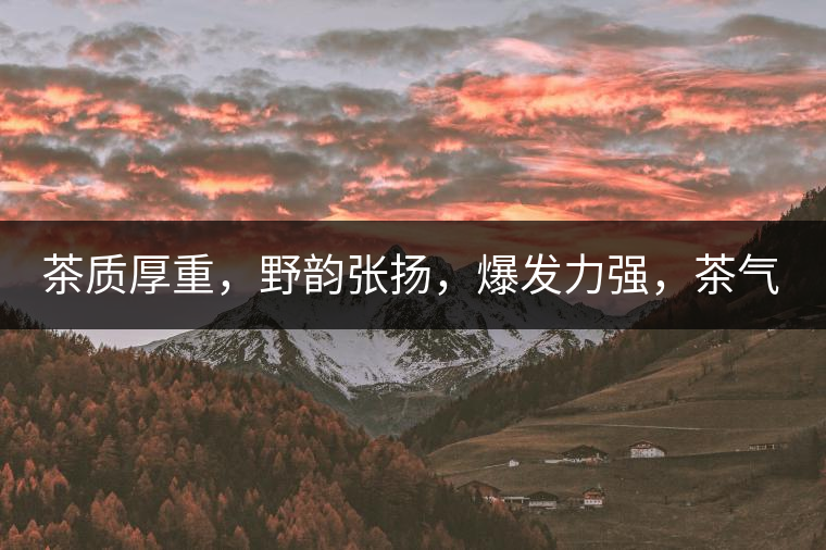 茶質(zhì)厚重，野韻張揚(yáng)，爆發(fā)力強(qiáng)，茶氣十足