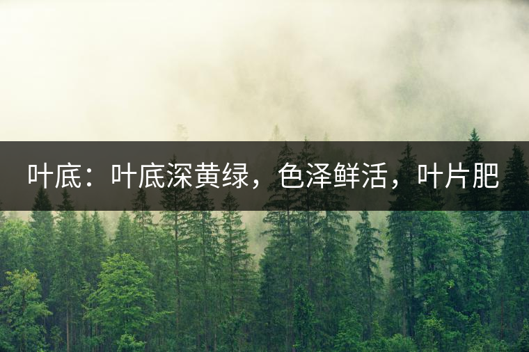 葉底：葉底深黃綠，色澤鮮活，葉片肥厚，梗莖肥壯，而且非常柔韌。