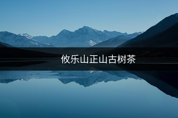 　　攸樂山正山古樹茶