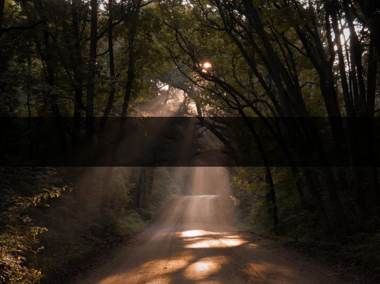 老曼峨苦茶特點(diǎn)