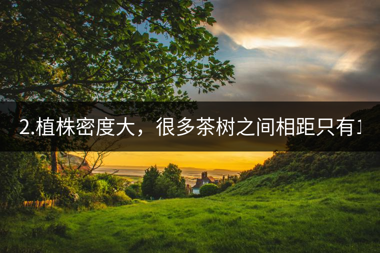 2.植株密度大，很多茶樹之間相距只有1-2米。