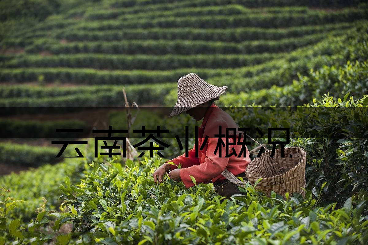 云南茶業(yè)概況簡單介紹(四講) 云南茶業(yè)概況簡單介紹(四講)
