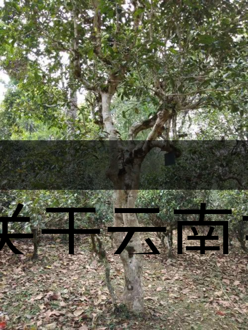 有關(guān)于云南主要茶產(chǎn)區(qū)（臨滄市）的介紹！