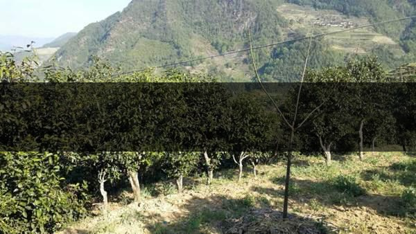 云南省景東縣茶業(yè)概況簡述(第三章) 云南省景東縣茶業(yè)概況簡述(第三章)