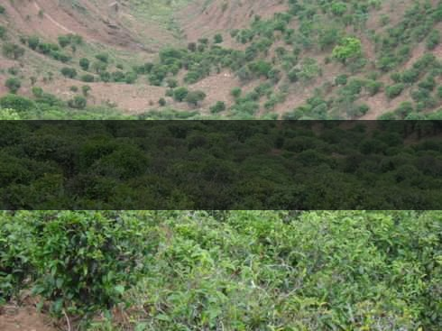 云南省景東縣茶業(yè)概況簡述（第二章）