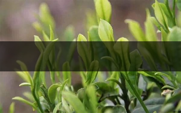 什么是雨前茶？雨前茶有何特點？