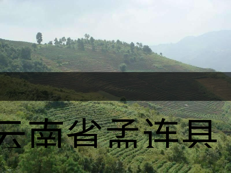 云南省孟連縣茶業(yè)概況簡(jiǎn)述(下敘) 云南省孟連縣茶業(yè)概況簡(jiǎn)述(下敘)