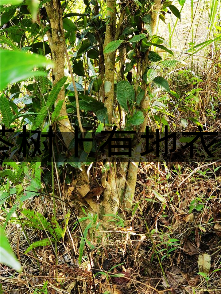 茶樹上有地衣或苔蘚是不是有害的？