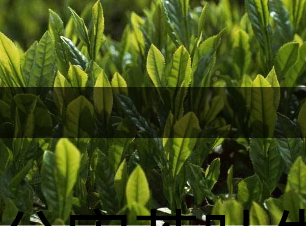 無公害茶葉生產(chǎn)規(guī)范的條件有哪些？（上篇）