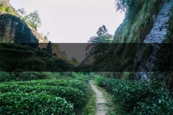 喝武夷山巖茶的香，什么是工藝香？-3