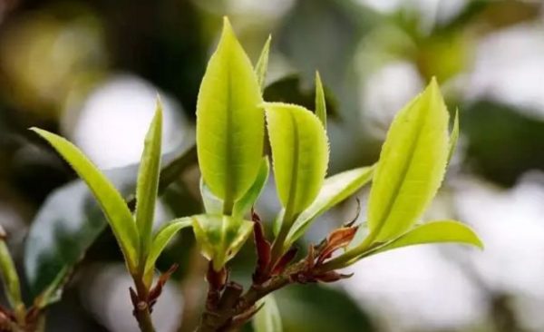 一杯刮風(fēng)寨，邂逅山野之韻