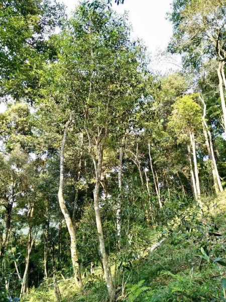 你喝不出來的“高桿古樹”或許就是一個(gè)偽概念、偽命題