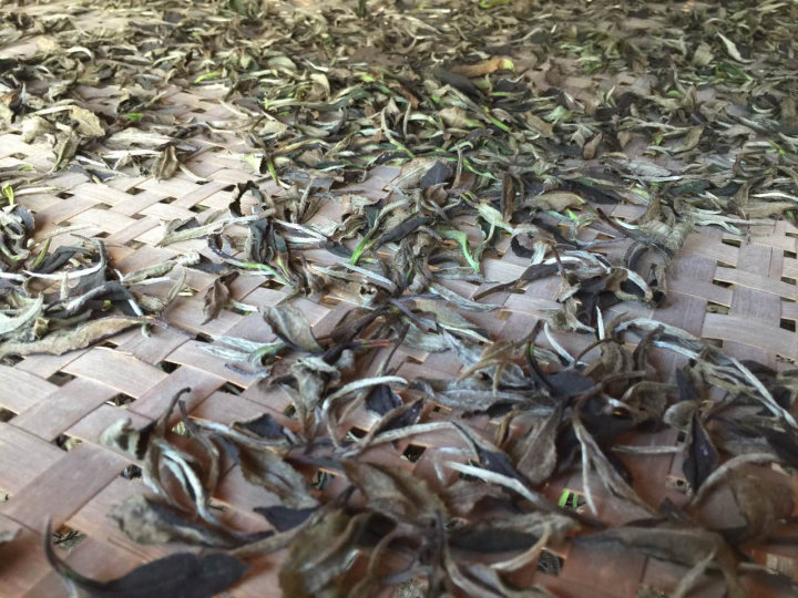 2020年普洱春茶的故事你想好了嗎？