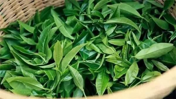 2021年曼秀古樹茶，易武的超級黑馬