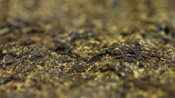 你手中的茯茶金花有可能是假金花？