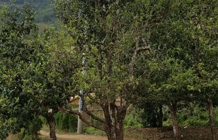 2021年冰島老寨秋茶口感特點？