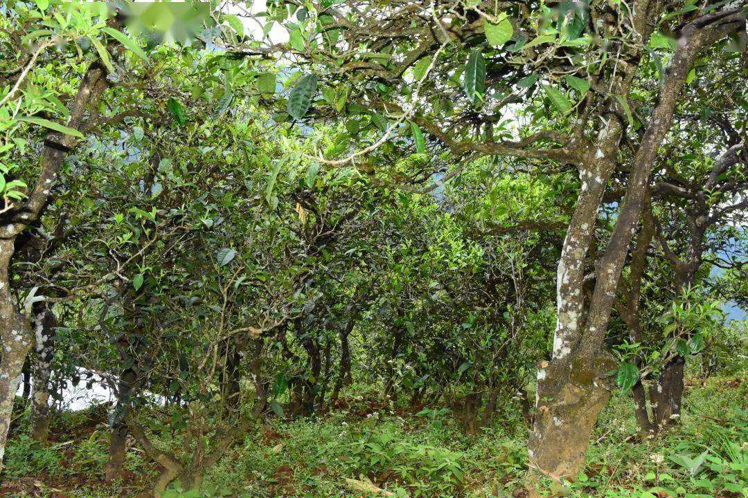 2021年磨烈古樹秋茶會是趕超冰島的存在嗎？