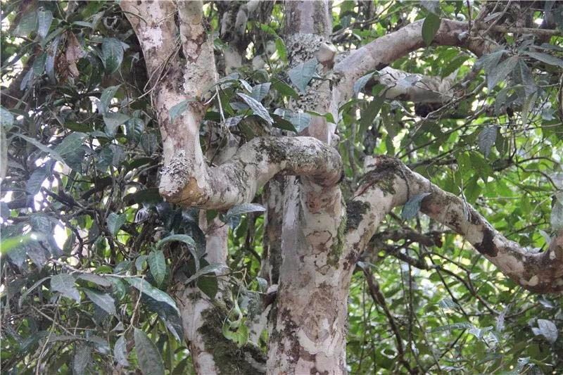 2021小戶賽古樹秋茶與冰島茶哪里不一樣？