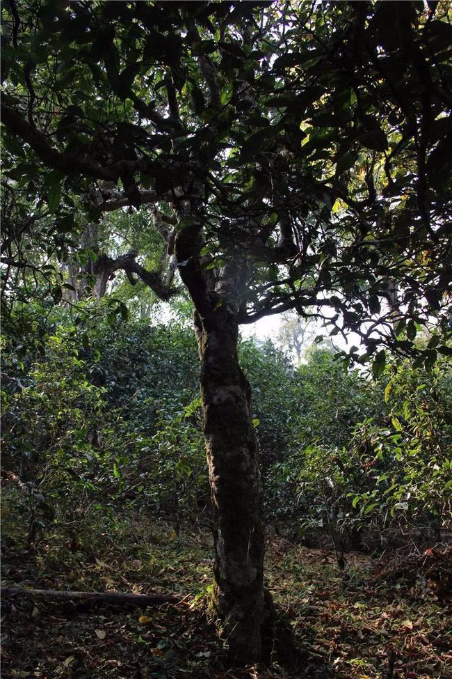 2021年小戶賽古樹秋茶有‘’六奇‘’