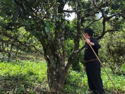 2021年大雪山古樹秋茶特點(diǎn)？